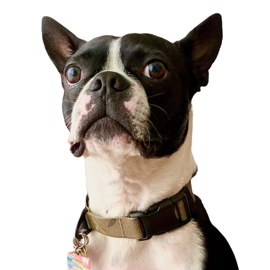 K9R - M2C Lightspeed Collar